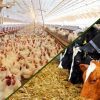 ارزش غذایی اقلام موجود در خوراک دام و طیور