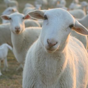 کنسانتره میش داشتی