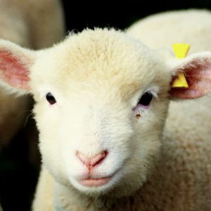 کنسانتره و خوراک آماده ی بره پرواری