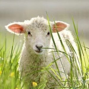 کنسانتره سوپر پرواری بره